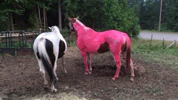 Rosy pink Mistakenly painted horse brings levity to B.C. wildfire